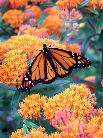 Photo:  butterfly weed